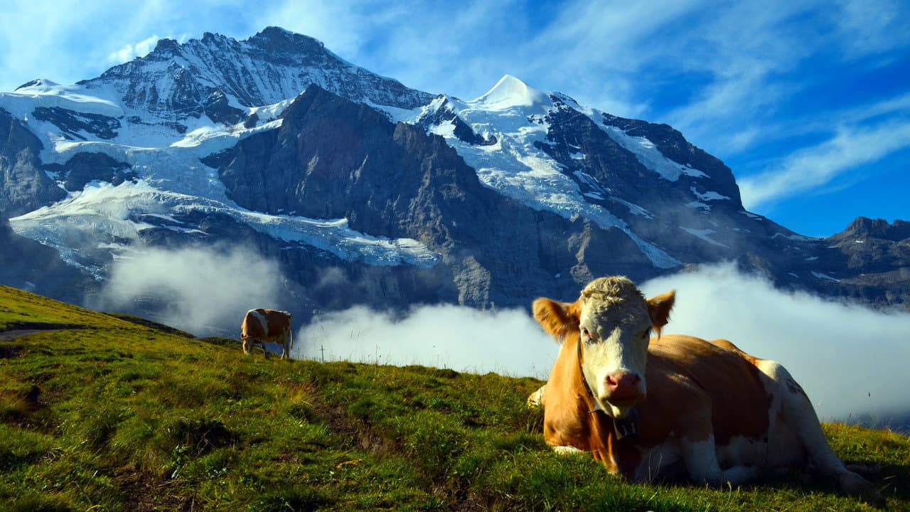 Unsere wilde Schweiz