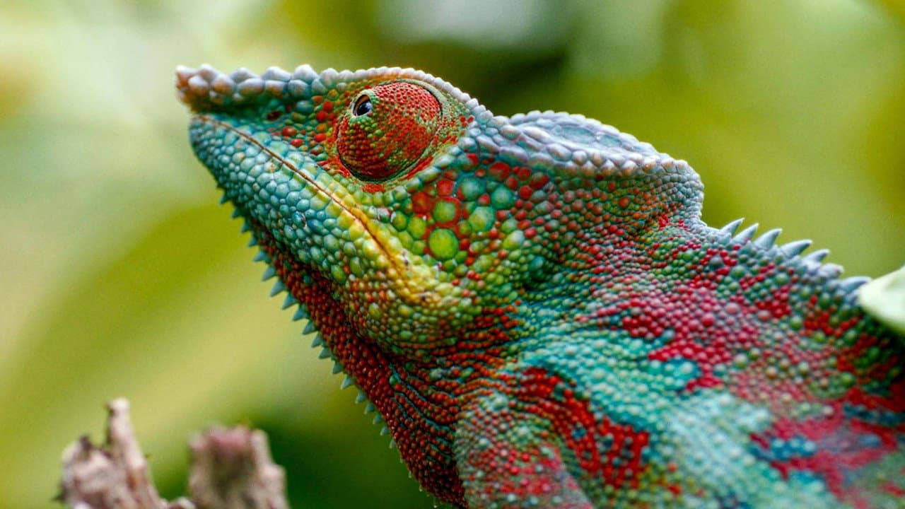 Madagascar or the Great Carnival of the Chameleons