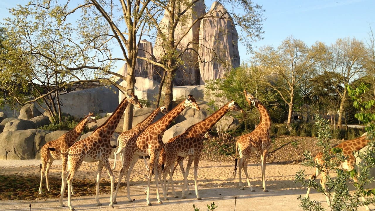 Un zoo à Paris