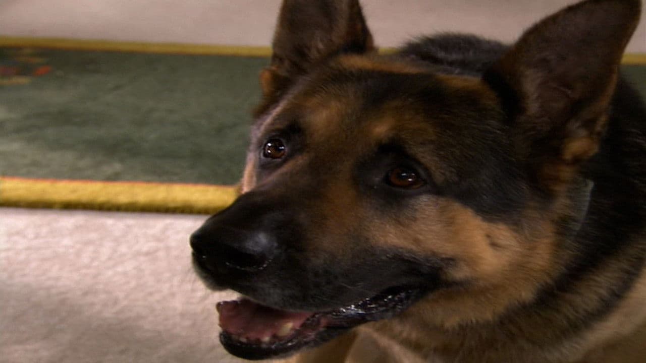 Ace, el mejor amigo de la familia