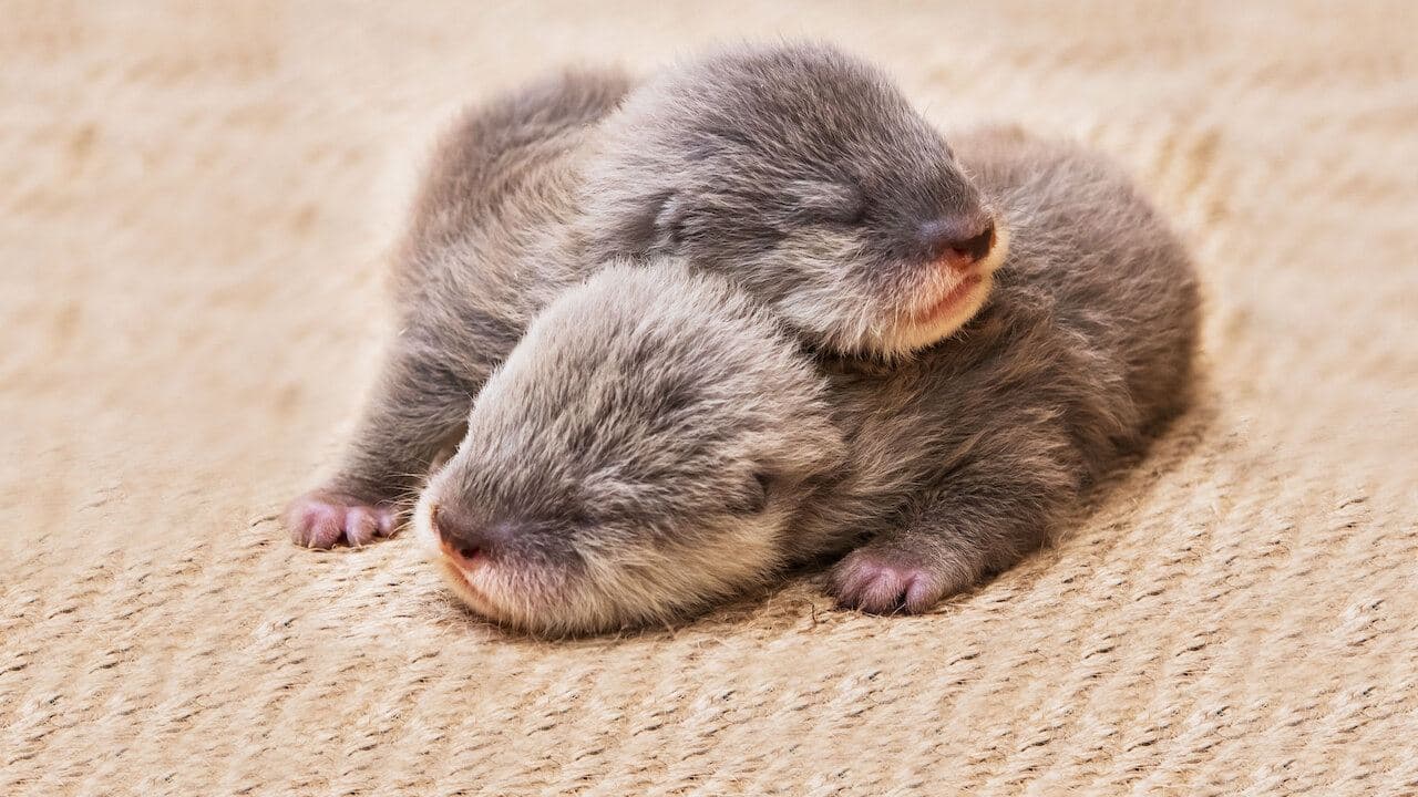 Bebés animales - Webcam