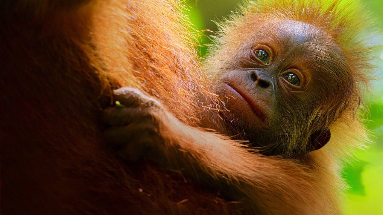 La vida secreta de los orangutanes