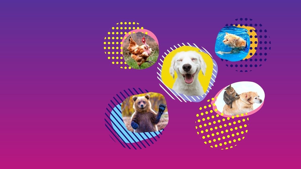 Los Vídeos Más Divertidos: Especial Animales