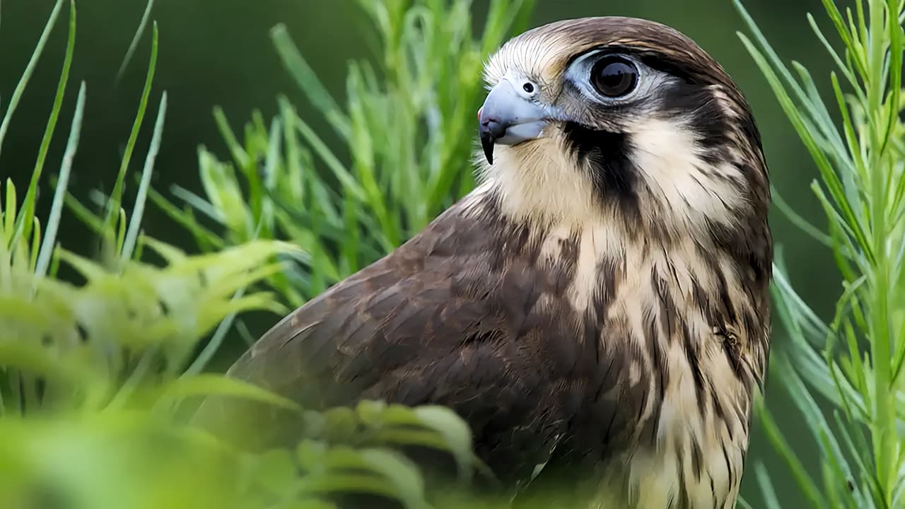 Wild Birds of Australia