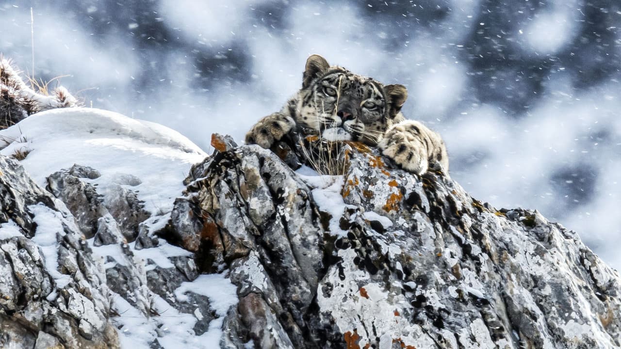 Leopardo de las Nieves