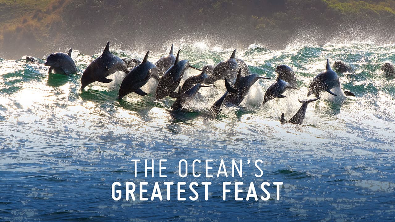 La fiesta más grande del Oceáno (The Ocean’s Greatest Feast)