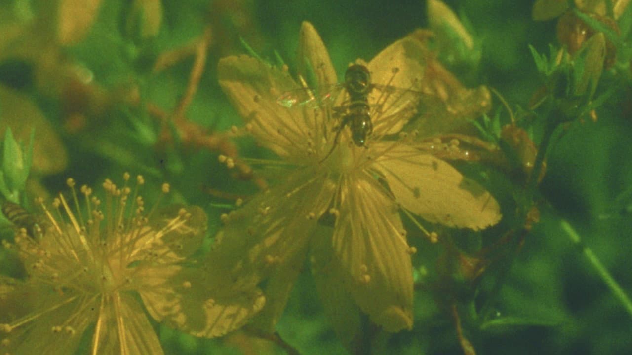 Summer Meadow