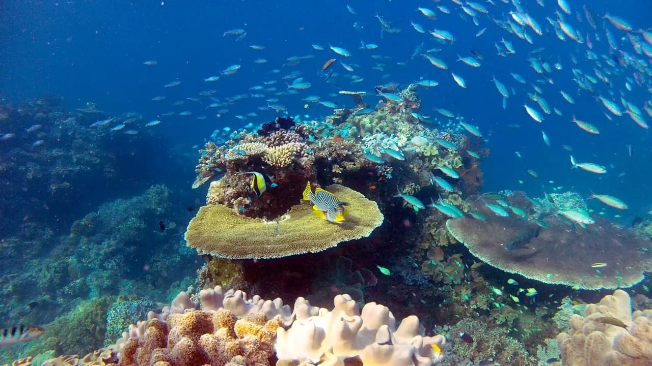 La gran barrera de coral con David Attenborough