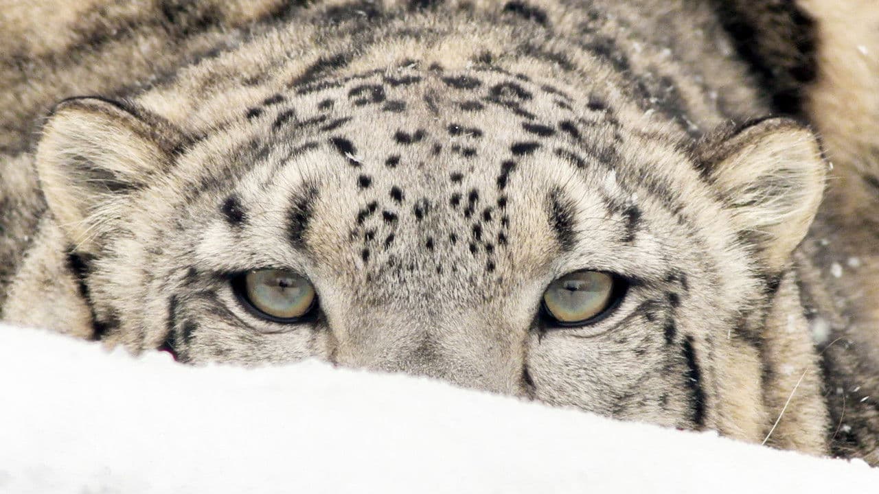 Spirit of the Mountains