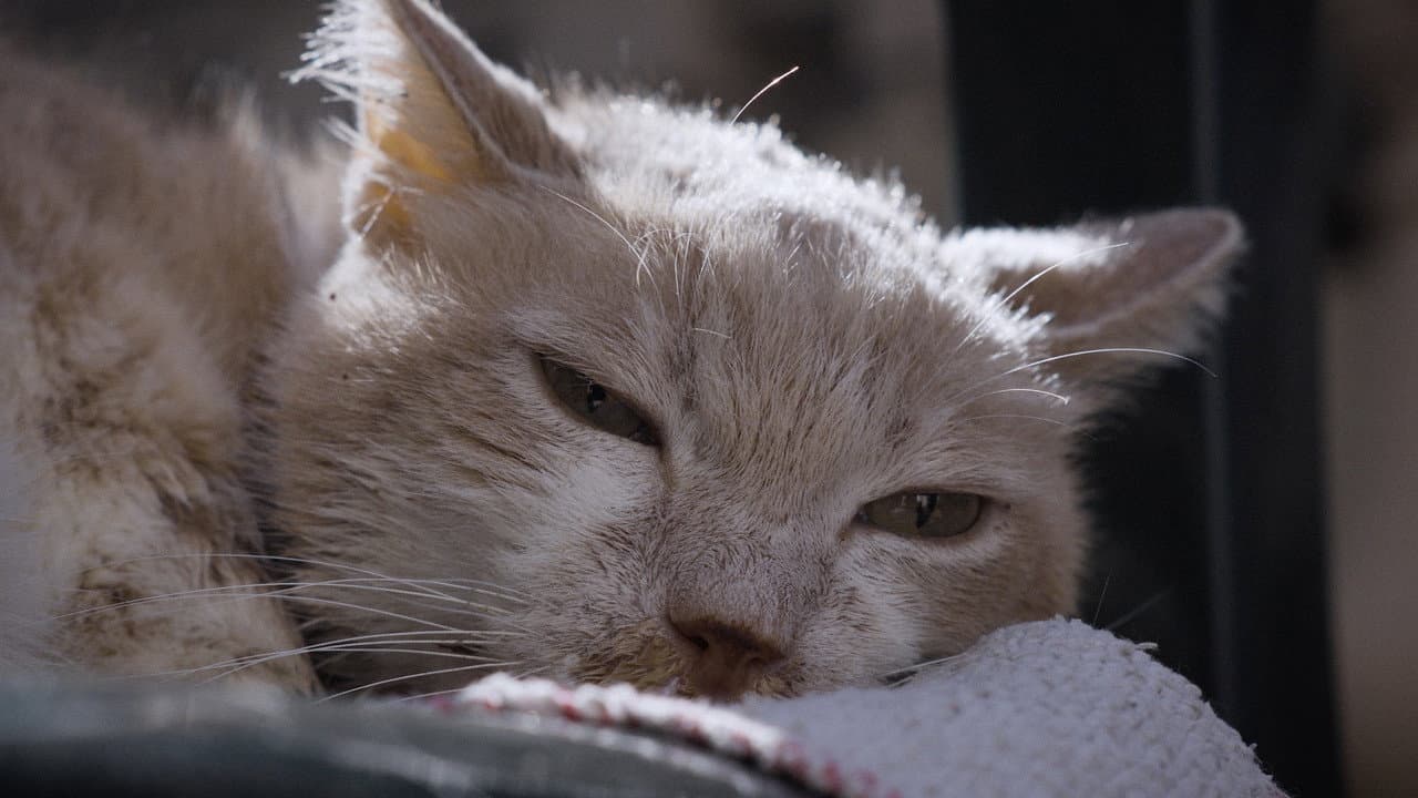 Per Amore Dei Gatti