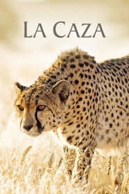 Cacería