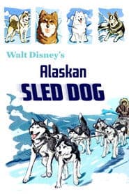 Alaskan Sled Dog