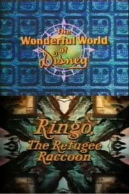 Ringo, the Refugee Raccoon