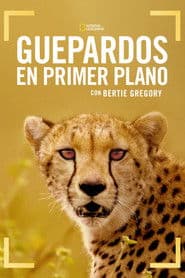 Cheetahs Up Close with Bertie Gregory