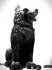 سگ کوچه سرندی