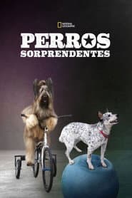 Perros Sorprendentes