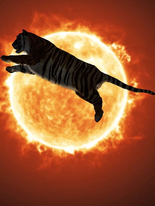 One or Several Tigers