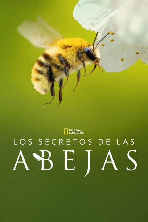 Secrets of the Bees