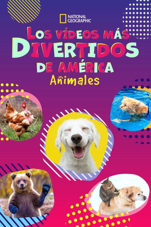 Los Vídeos Más Divertidos: Especial Animales