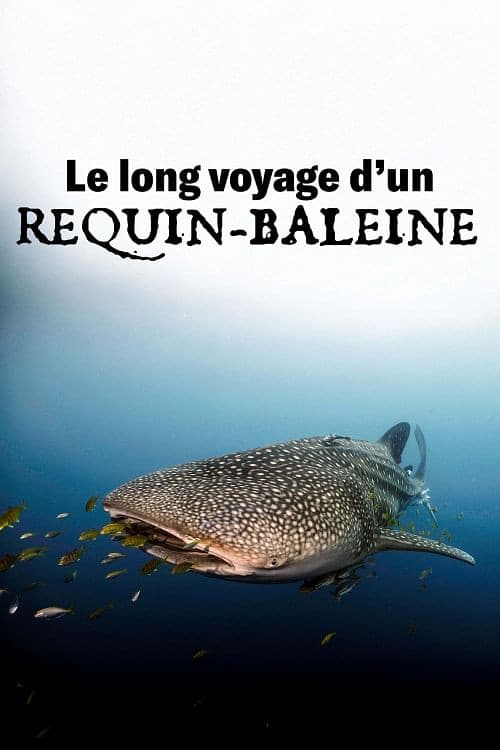 Le long voyage d'un requin-baleine