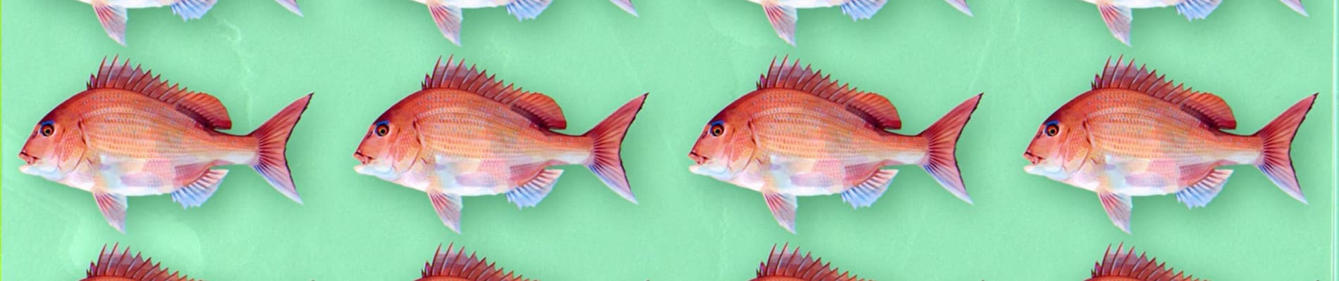 Negative Positive Angler