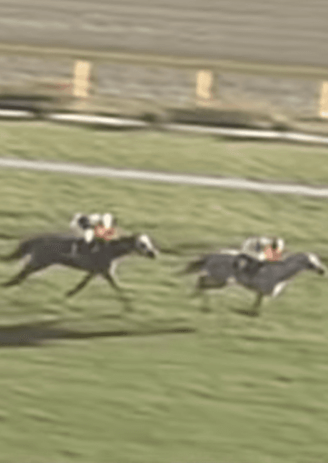 Umamusume: Cinderella Gray