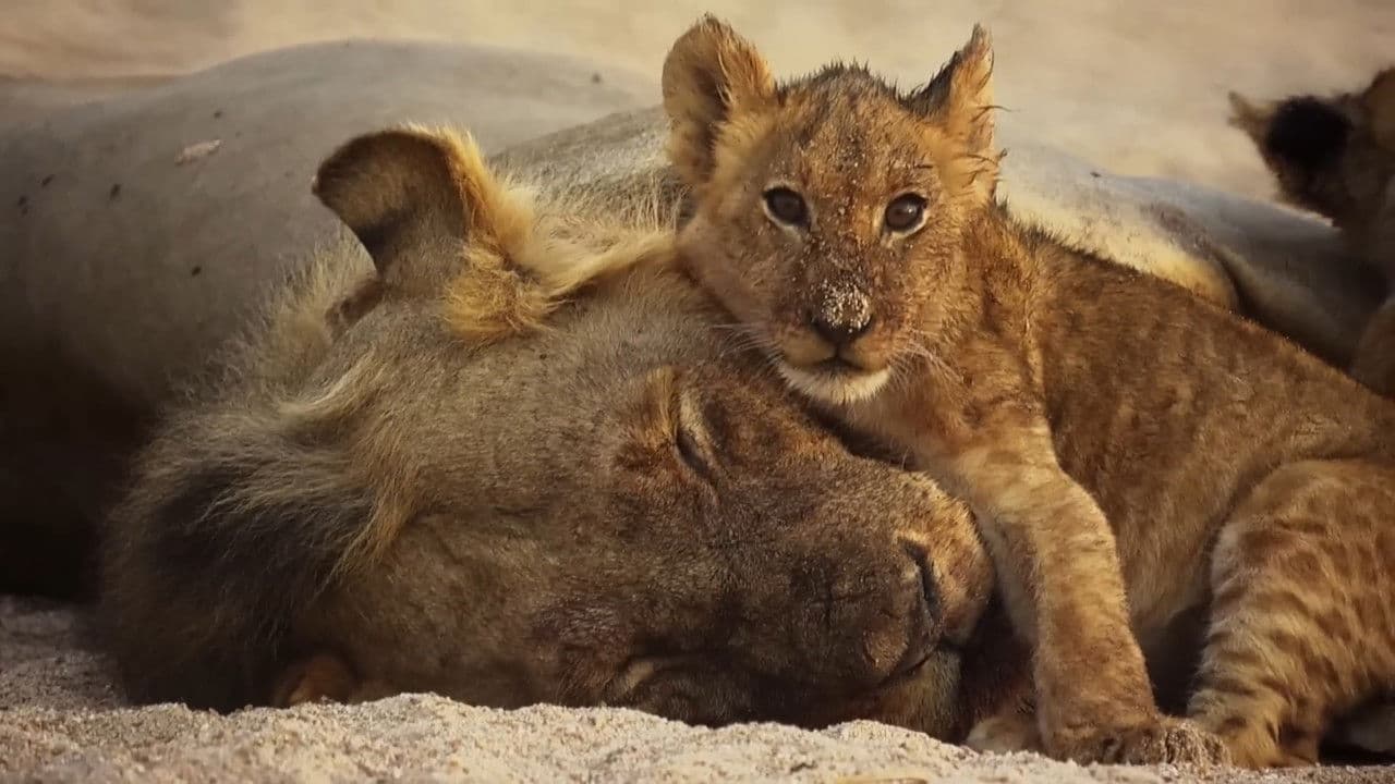 Das Gesetz der Löwen