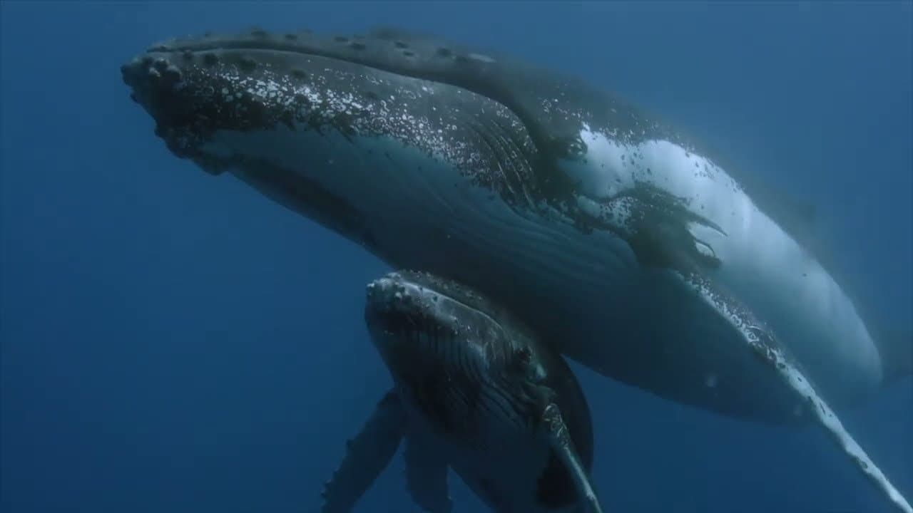 Des baleines, des tortues et des hommes