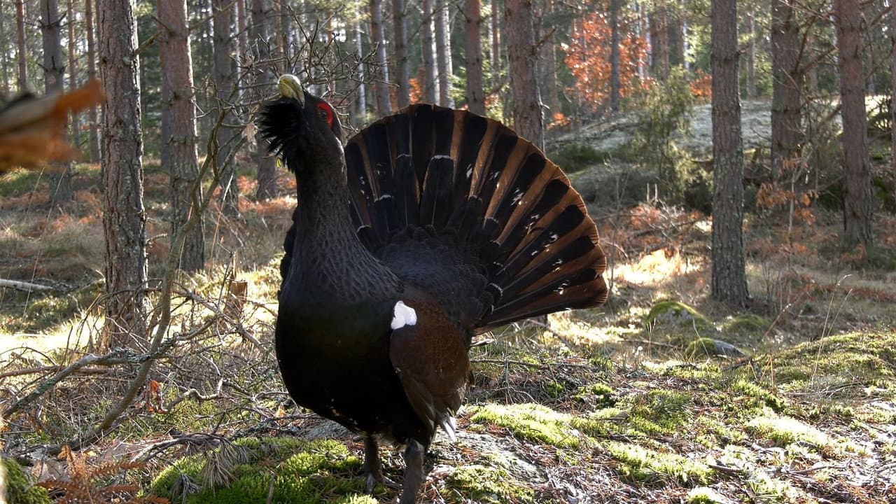 Vilda Småland