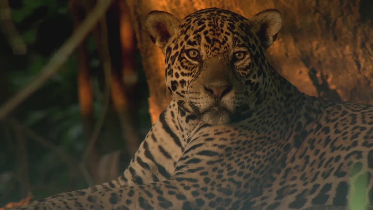 Les jaguars du Pantanal