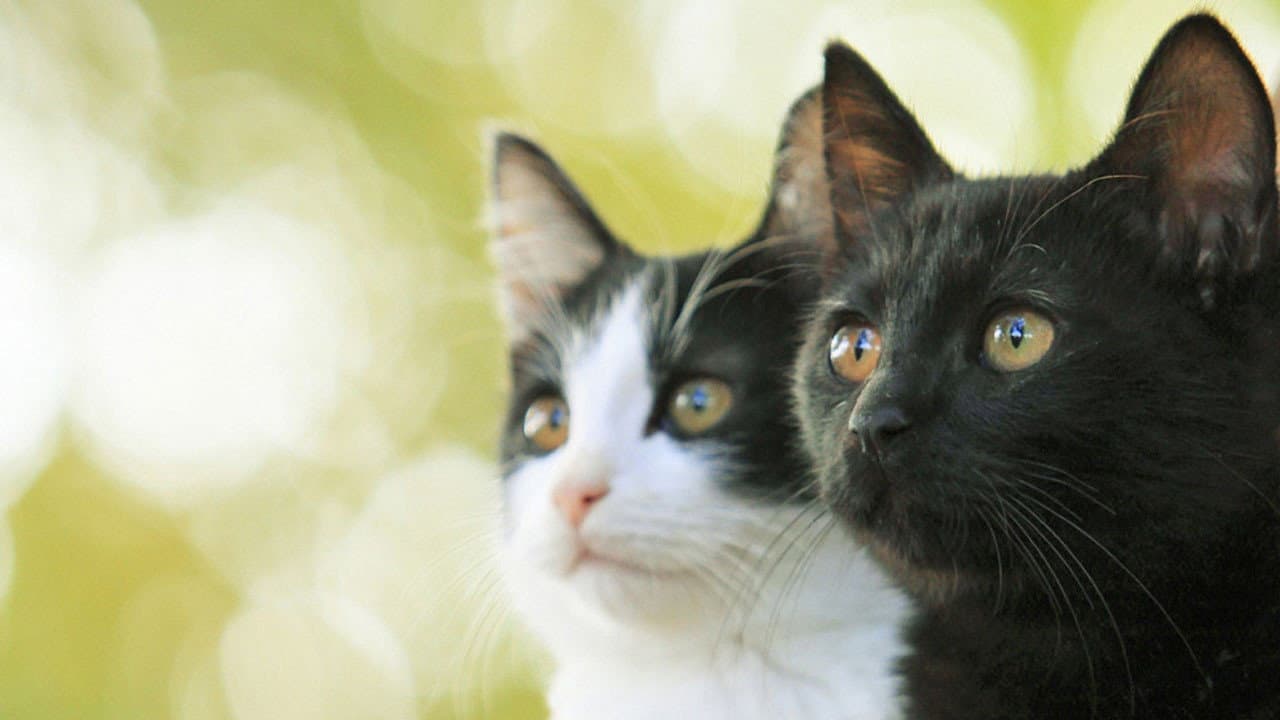 猫なんかよんでもこない。