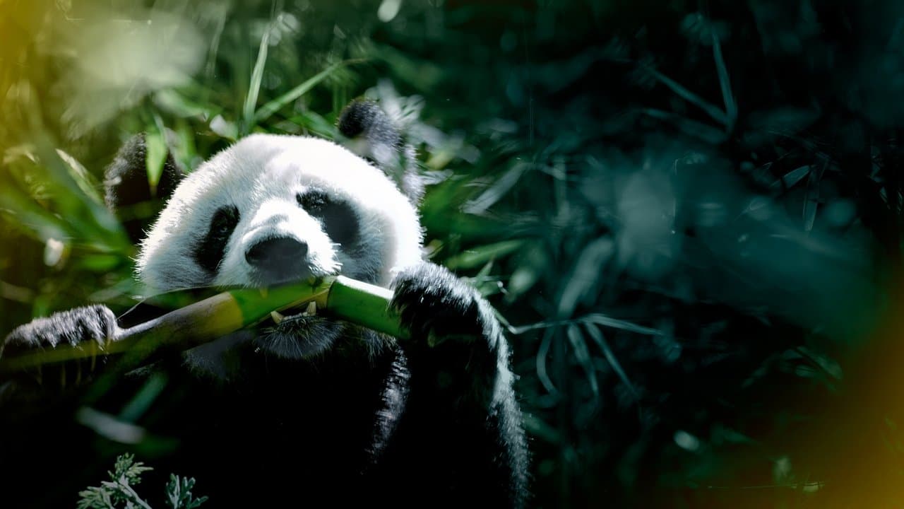 China: Misteriosa y salvaje