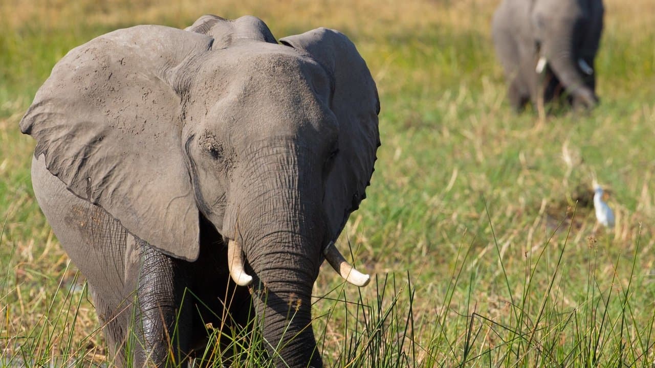 Elefante