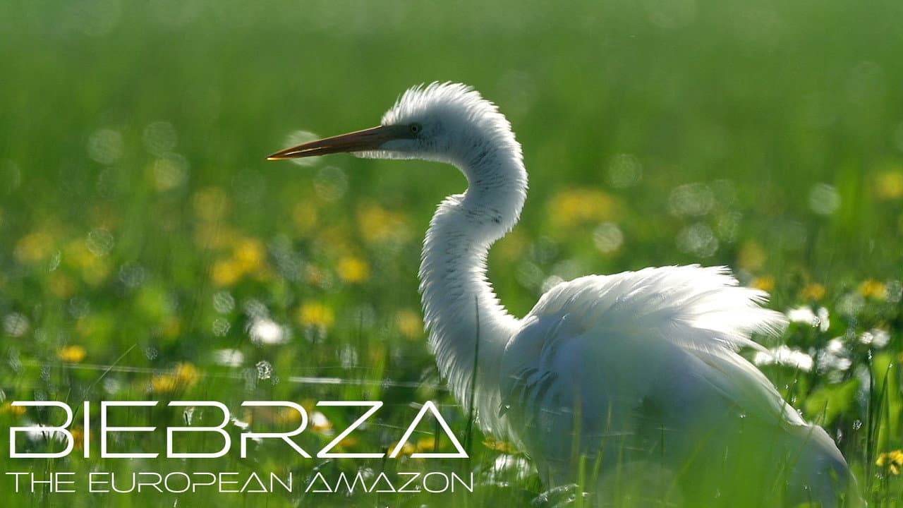 Biebrza. Między jawą a snem