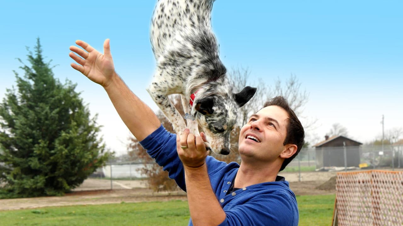 Perros Sorprendentes