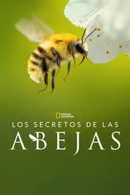 Secrets of the Bees