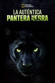 The Real Black Panther