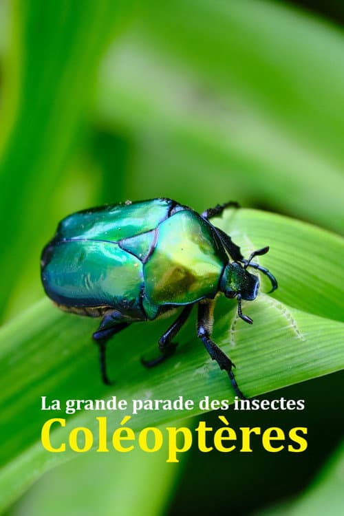 Fabelhafte Insekten - Käfer