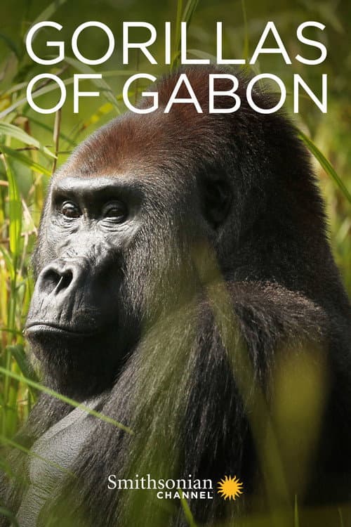 Gorillas of Gabon